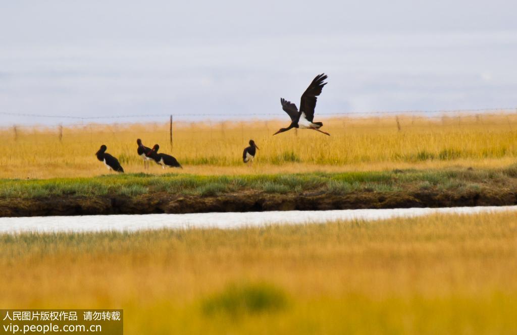 9月14日，罕見的黑鸛在蘇干湖濕地草原上活動。