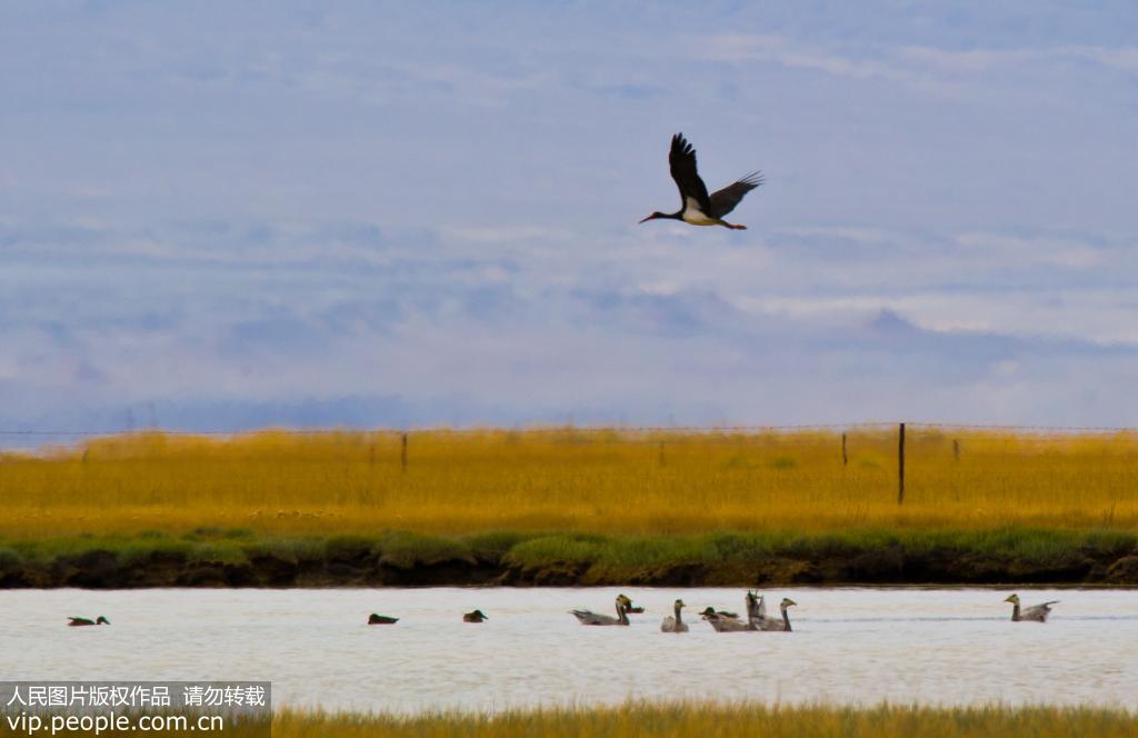 9月14日，罕見的一隻黑鸛在蘇干湖濕地草原上飛行。