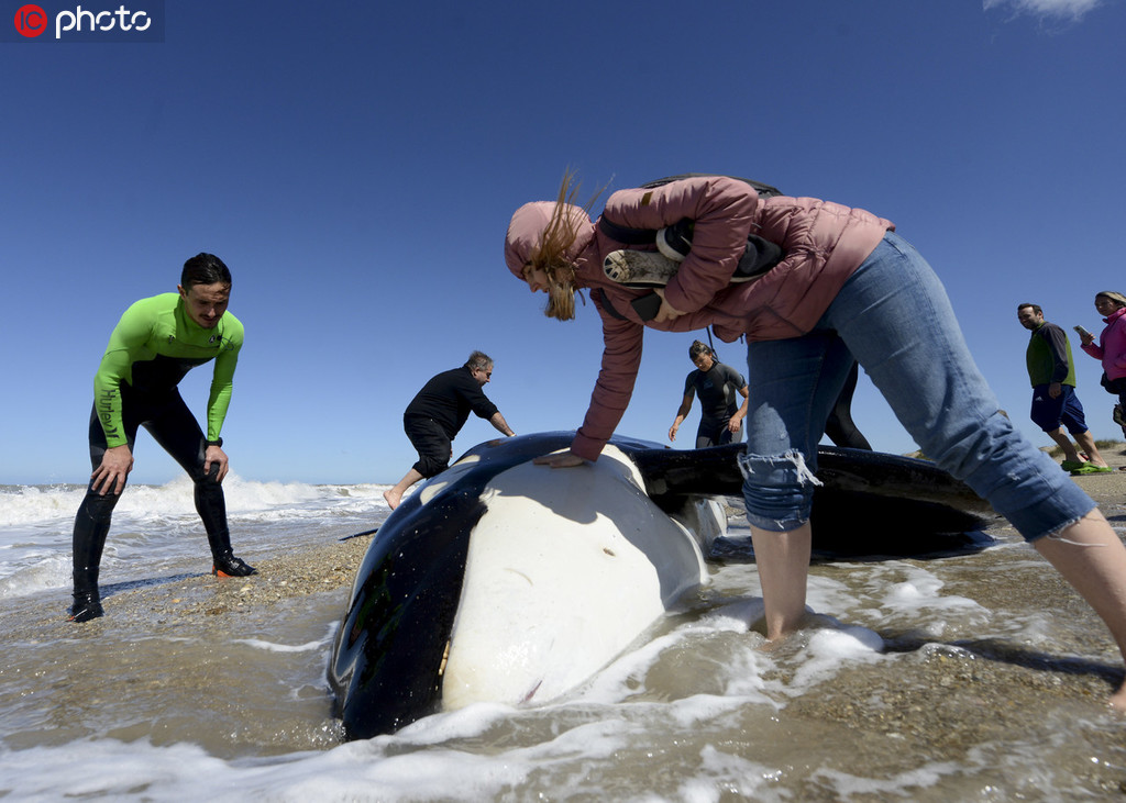 7頭虎鯨擱淺阿根廷海岸 志願者持續救援重回大海【3】