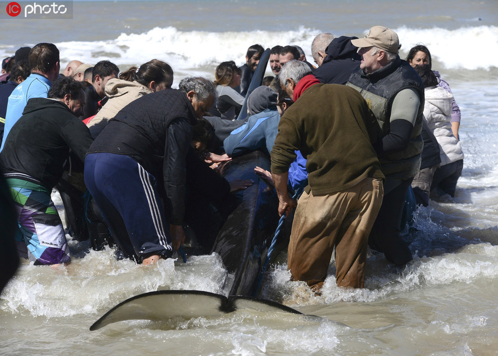 7頭虎鯨擱淺阿根廷海岸 志願者持續救援重回大海【2】