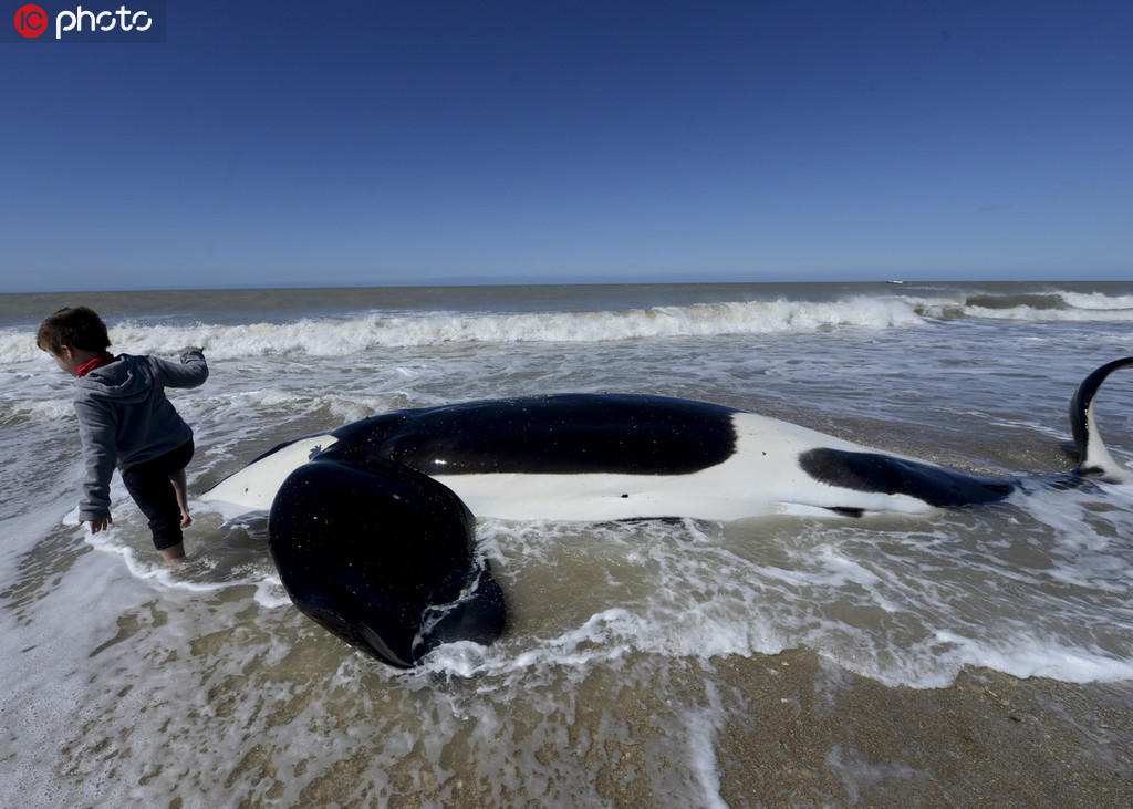 7頭虎鯨擱淺阿根廷海岸 志願者持續救援重回大海【4】