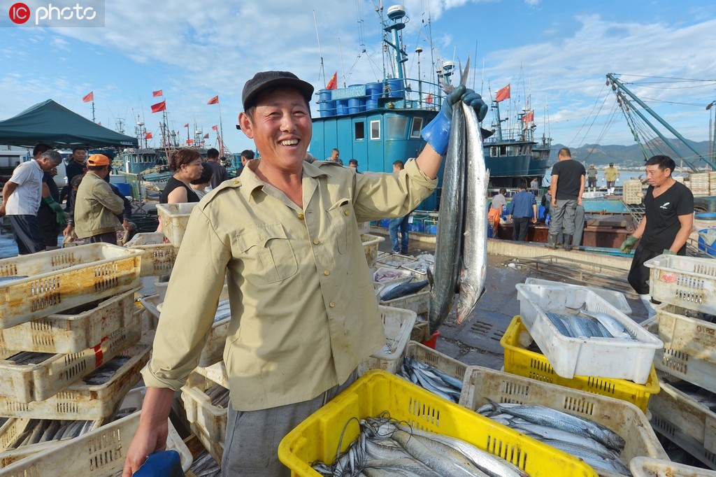 2019年9月21日，开海以来，海上粮仓喜获丰收。图为渔民在青岛市崂山区中心渔港展示刚刚上岸的鲅鱼。