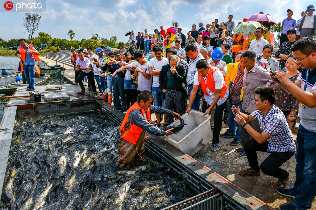 2019年9月21日，六郎鎮政和大港村農民在拉網起魚，享受豐收的喜悅。