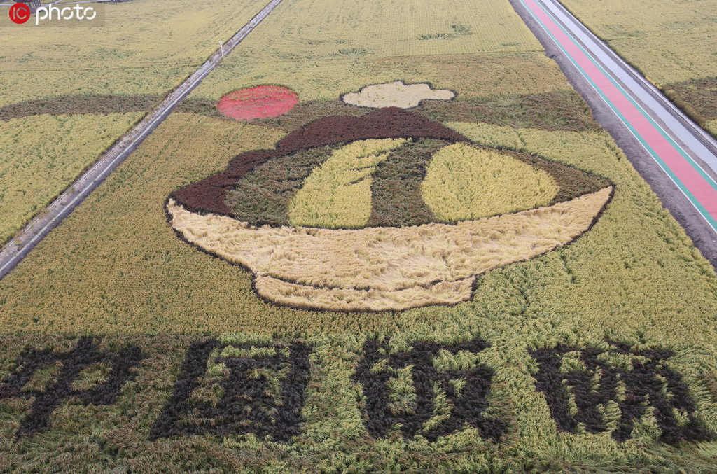 2019年9月21日報道，近日，在黑龍江墾區農場以及富錦市的萬畝水稻田裡呈現出一派豐收的景象。以“稻”為筆、大地為“紙”，稻田畫也漸漸進入最佳觀賞期，迎來了大批游客前來觀賞。