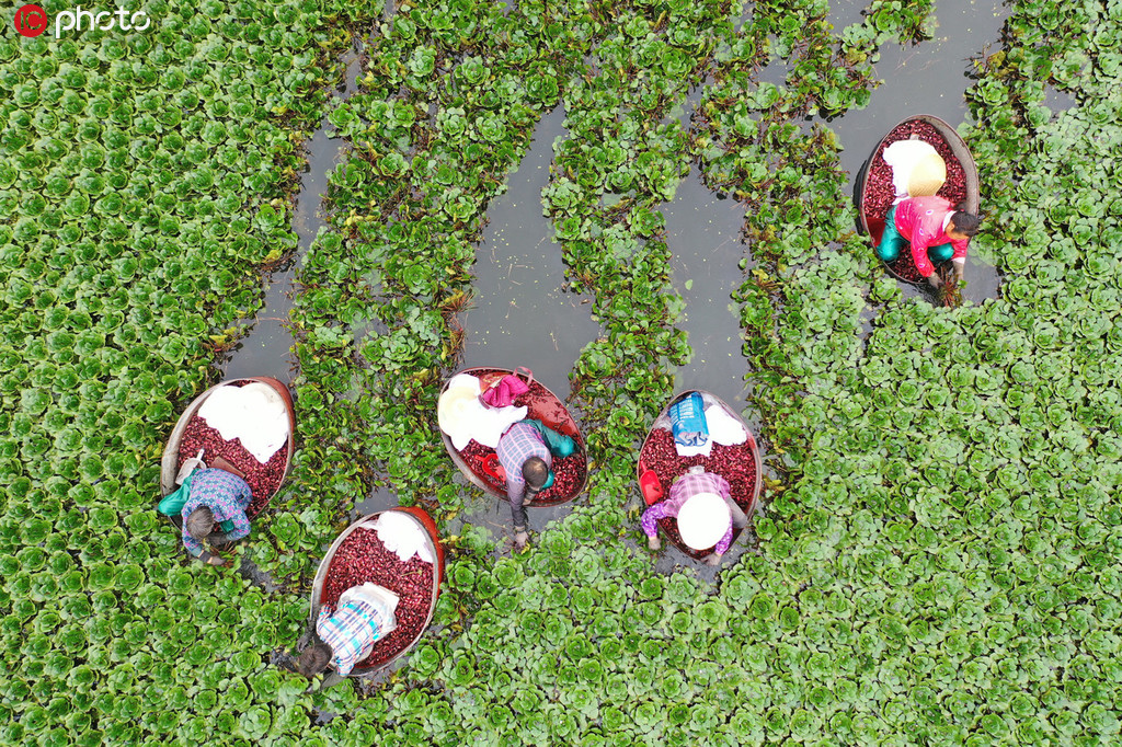 2019年8月25日，江蘇省淮安市洪澤區岔河鎮，農民正在採摘菱角。今年農民種植的菱角喜獲豐收，畝產超過1500斤。近年來，該鎮積極引導農民利用生態水域種植菱角水生蔬菜，帶動當地農民走上新的致富路。