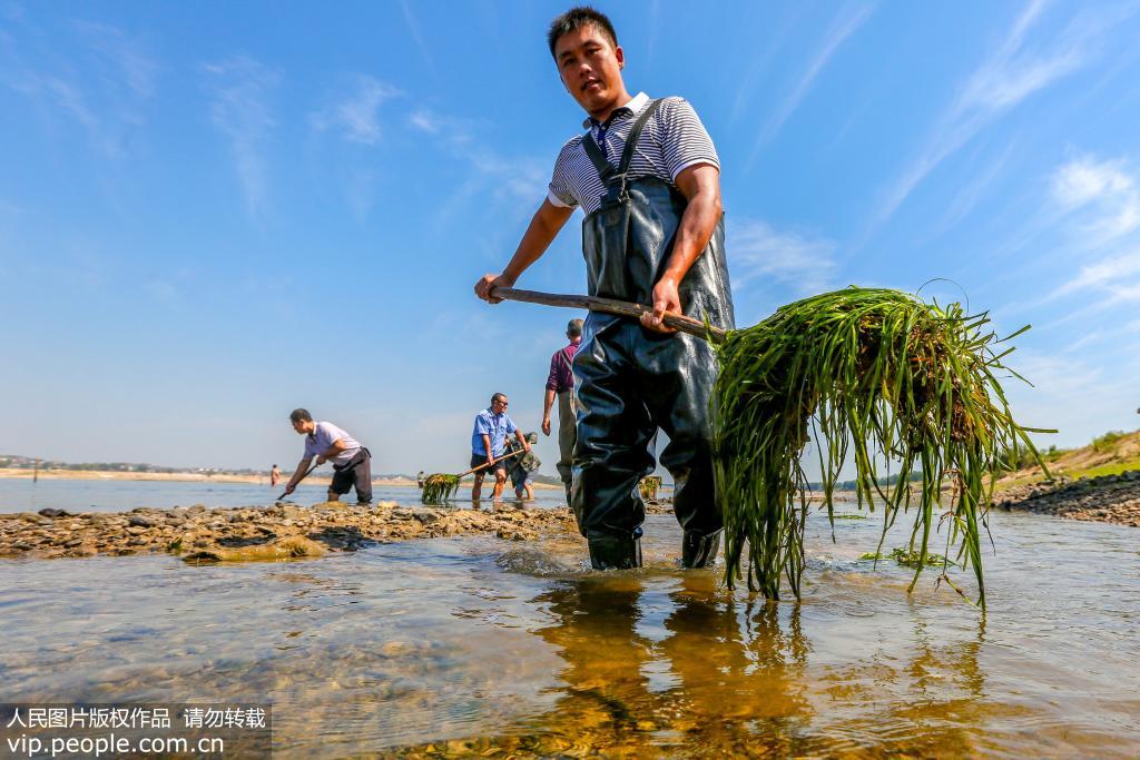 江西峽江：水生植物修復贛江“體質”【2】