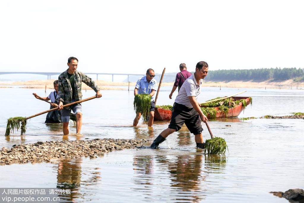 江西峽江：水生植物修復贛江“體質”