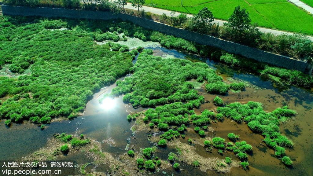 江西峽江：水生植物修復贛江“體質”【7】