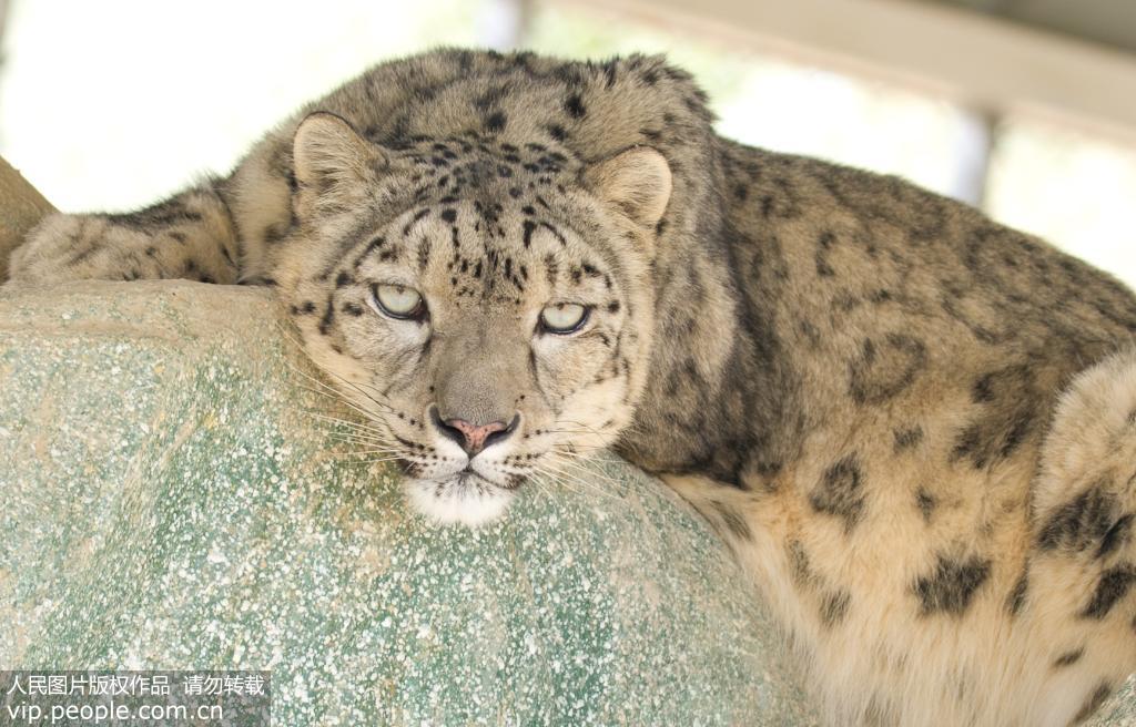 甘肅阿克塞：野生動物救助站雪豹的安逸生活