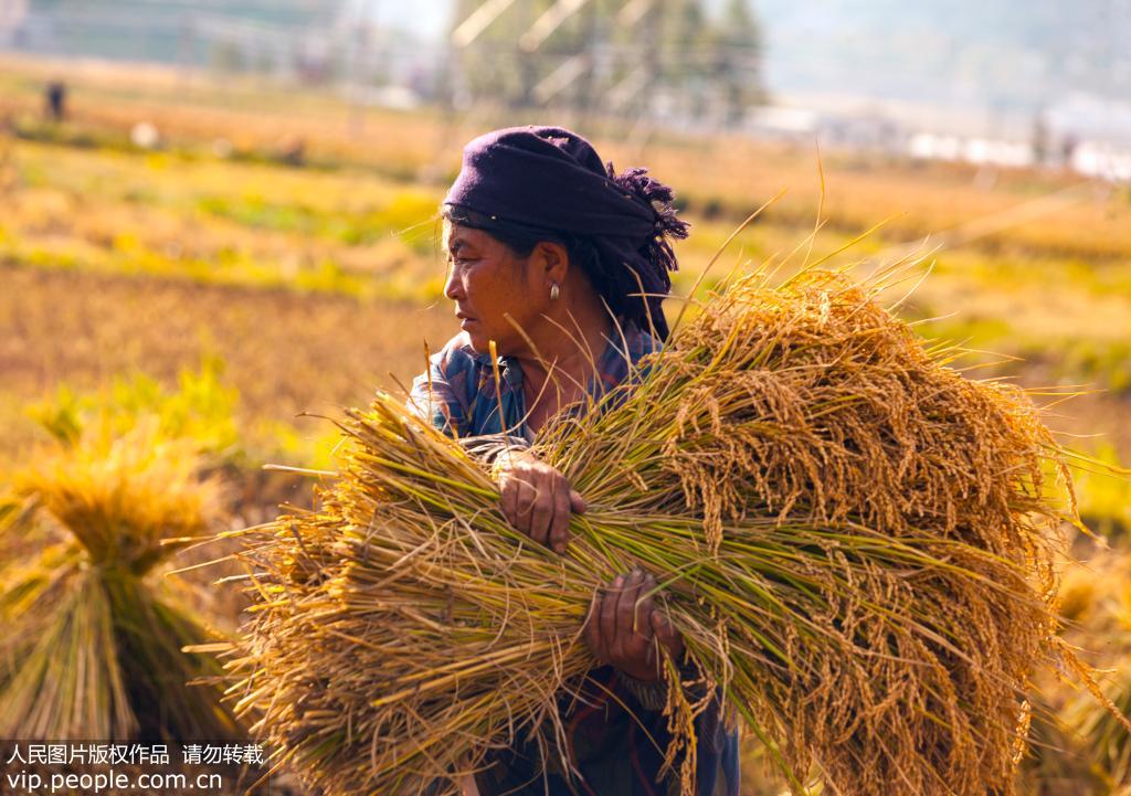 2019年10月3日，四川涼山州昭覺縣竹核鄉，農民收割稻谷。