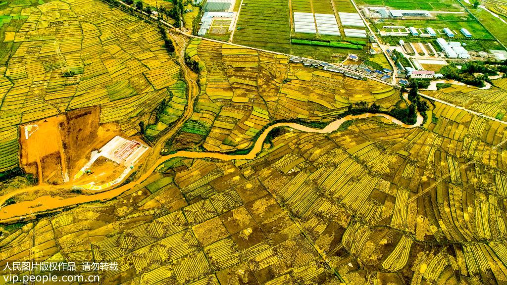 2019年10月3日，無人機航拍四川涼山彝族自治州豐收的田野。