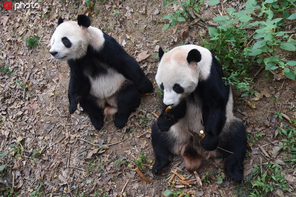 杭州大熊貓兄弟“成就”和“雙好”將回成都老家【5】