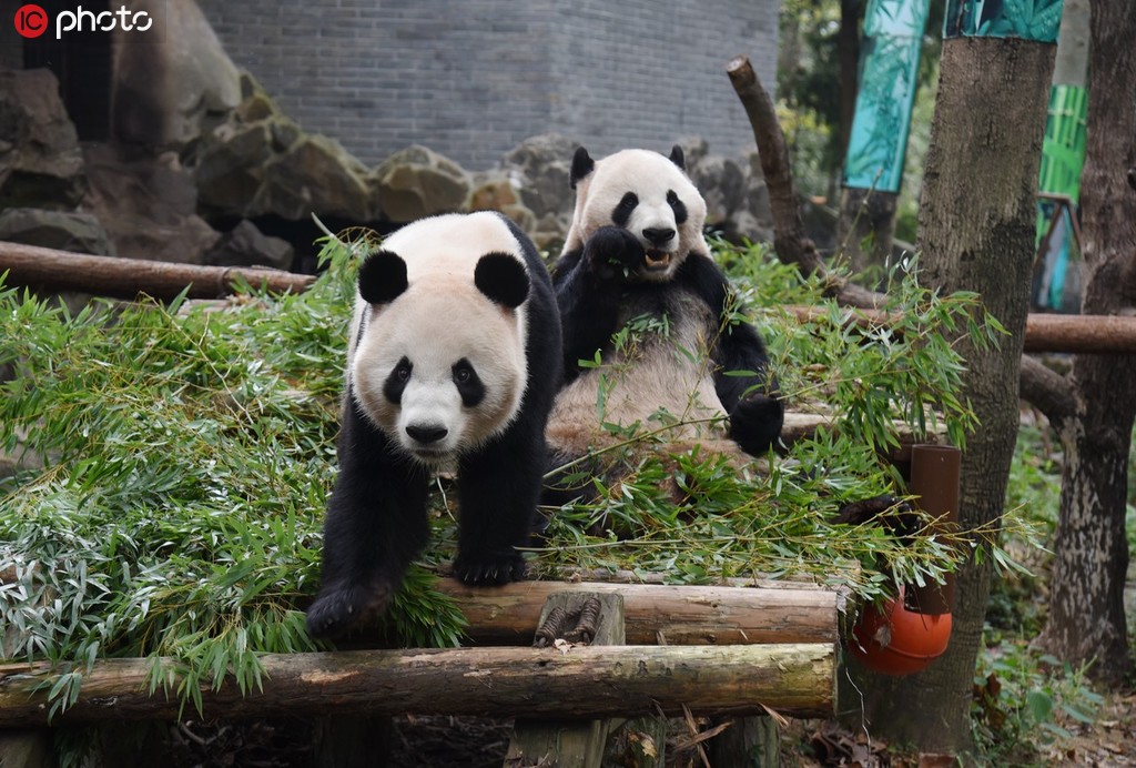 杭州大熊貓兄弟“成就”和“雙好”將回成都老家