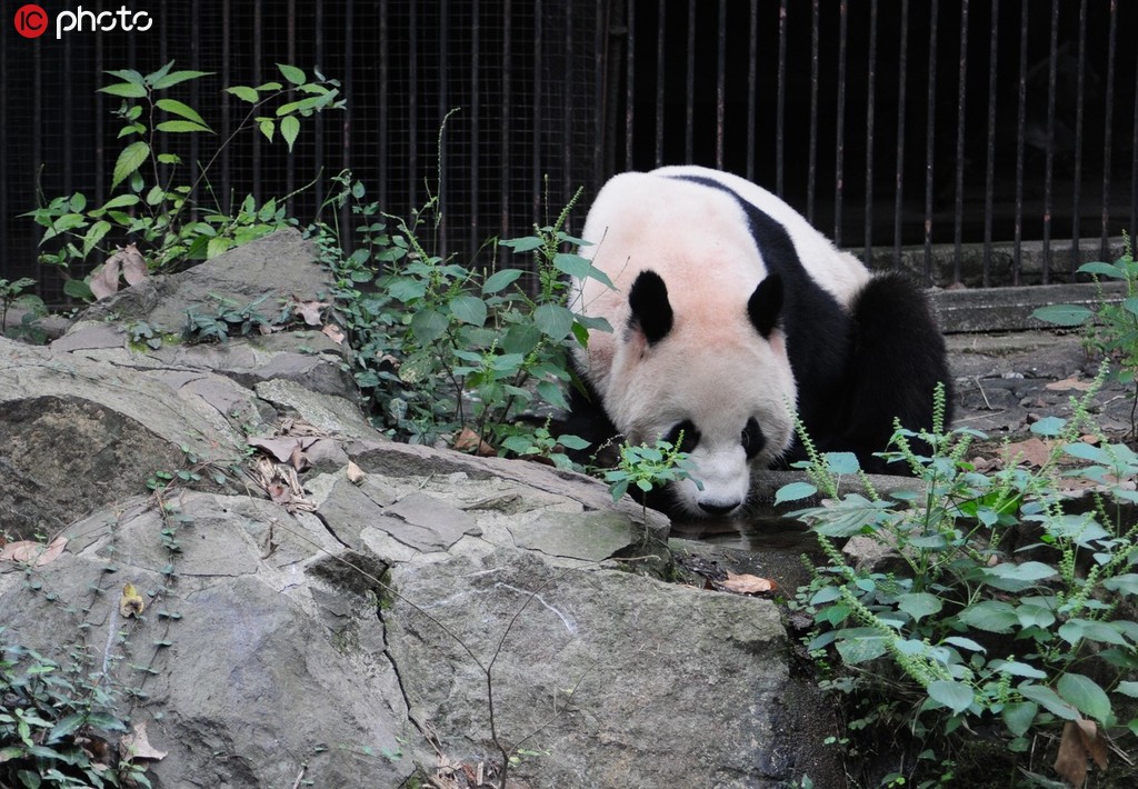 ���ݴ���è�ֵܡ��ɾ͡��͡�˫�á����سɶ��ϼҡ�4��