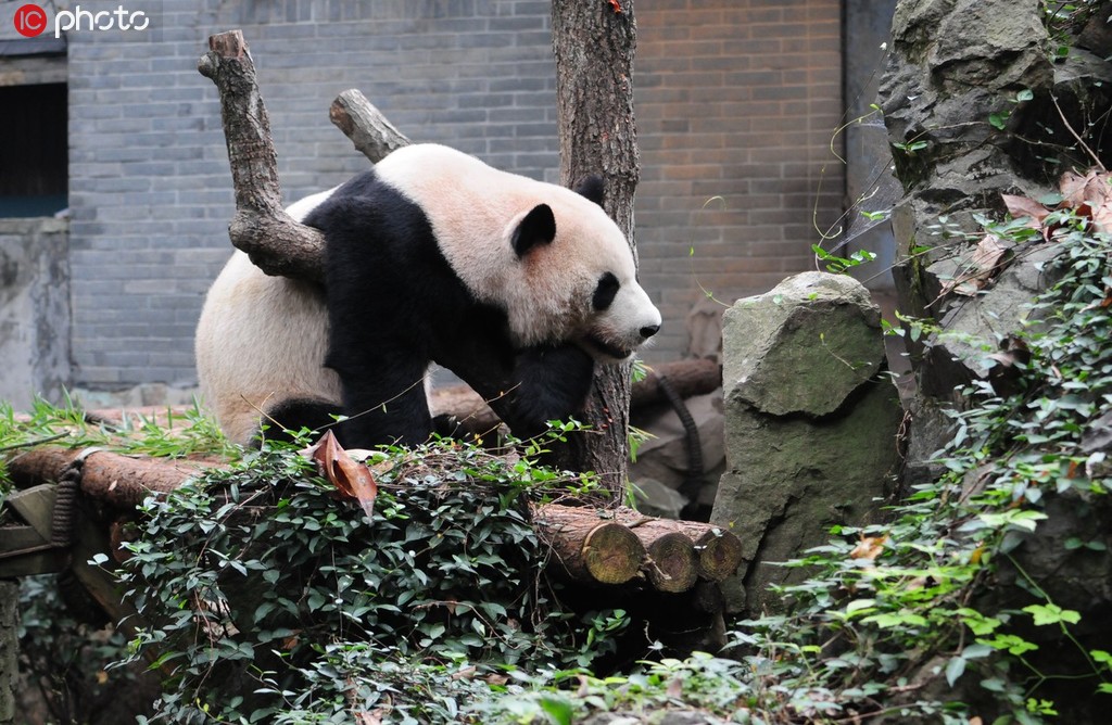杭州大熊貓兄弟“成就”和“雙好”將回成都老家【6】