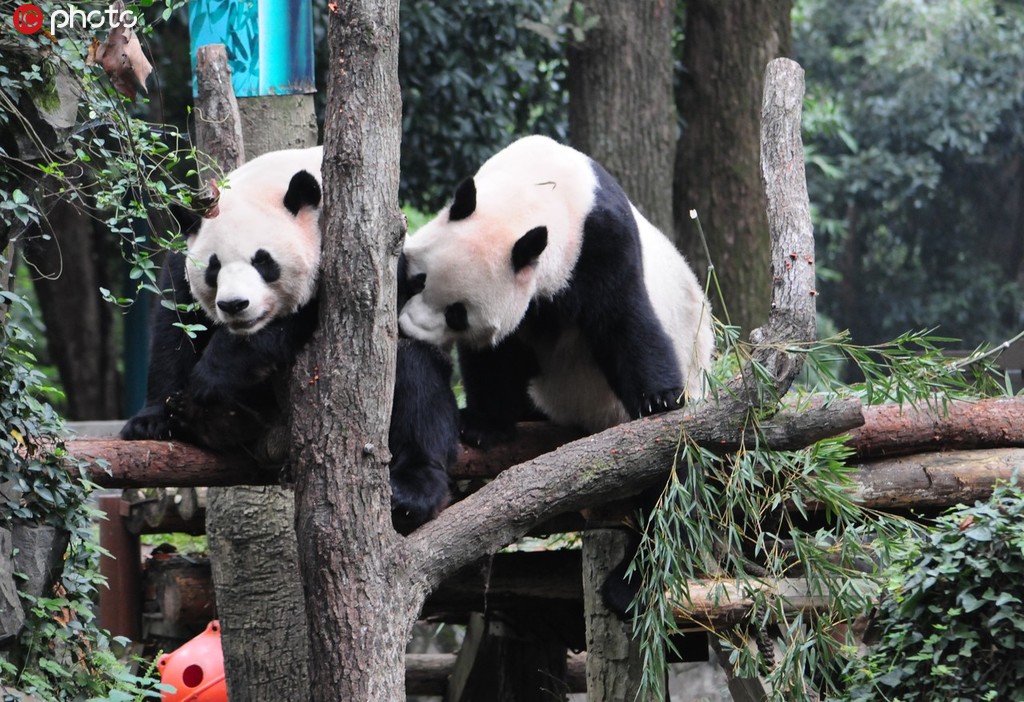 杭州大熊貓兄弟“成就”和“雙好”將回成都老家【3】