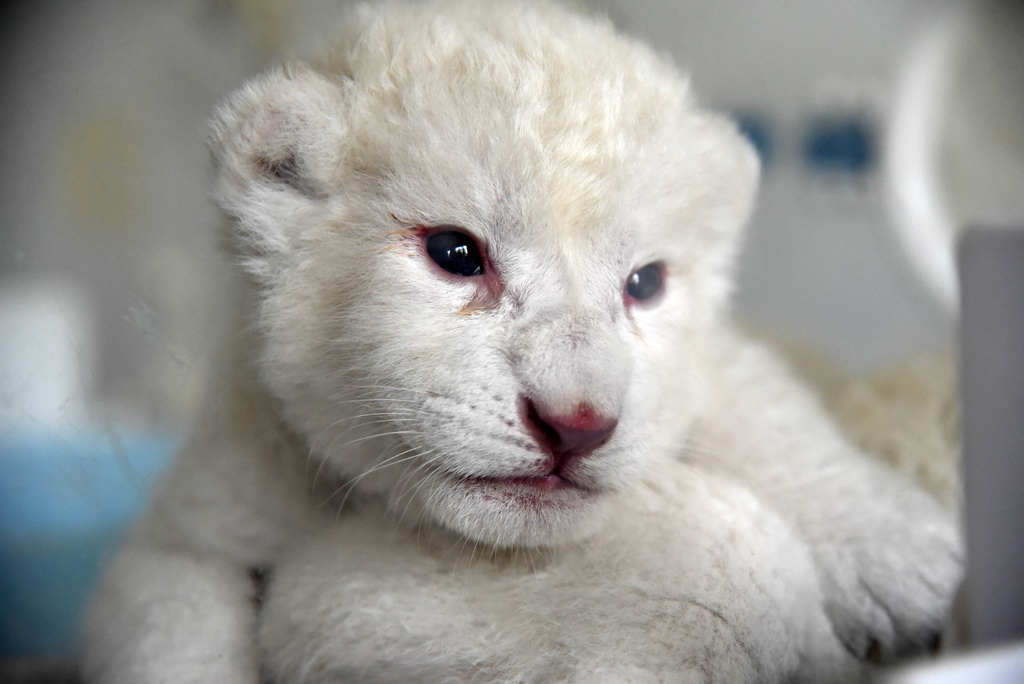 10月9日，白獅寶寶在保溫箱內。