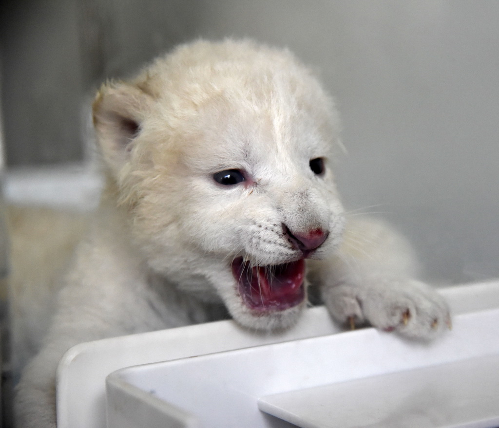 10月9日，白獅寶寶在保溫箱內玩耍。
