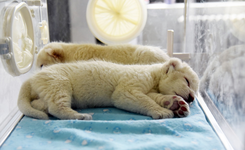 10月9日，白獅寶寶在保溫箱內安睡。