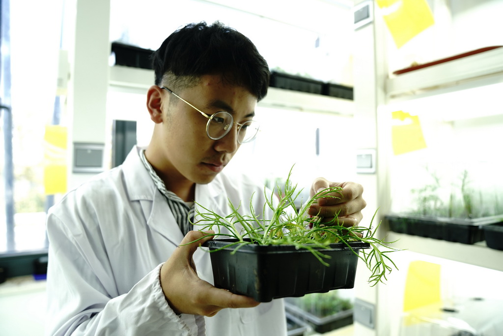 10月10日，上海辰山植物園科研人員於俊浩觀察粗梗水蕨的生長狀況。