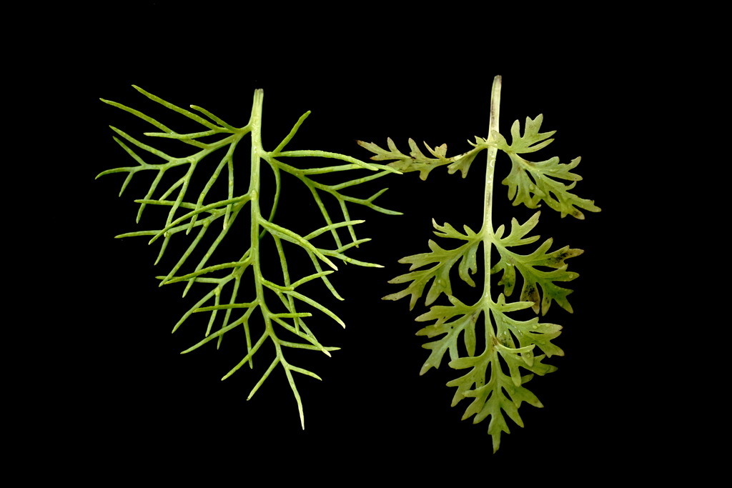 10月10日，在上海辰山植物園培養室裡拍攝的粗梗水蕨孢子葉（左）和營養葉（右）。