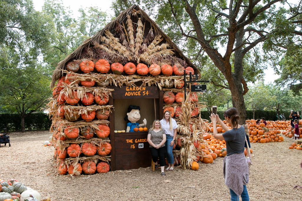 10月10日，在美國得克薩斯州達拉斯植物園的“南瓜小鎮”，游客們在南瓜小屋前留影。