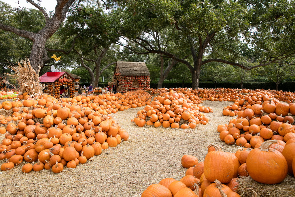 10月10日，美國得克薩斯州達拉斯植物園的“南瓜小鎮”擺滿了南瓜。