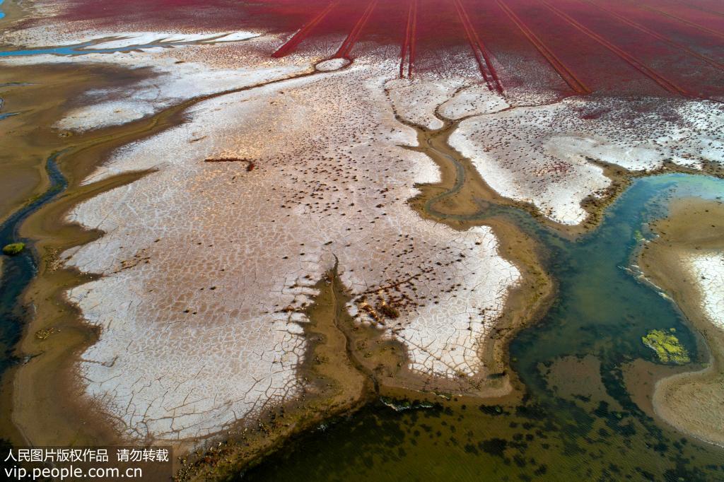 鹽蒿染紅鹽鹼地“紅地毯”配濕地現奇特圖案