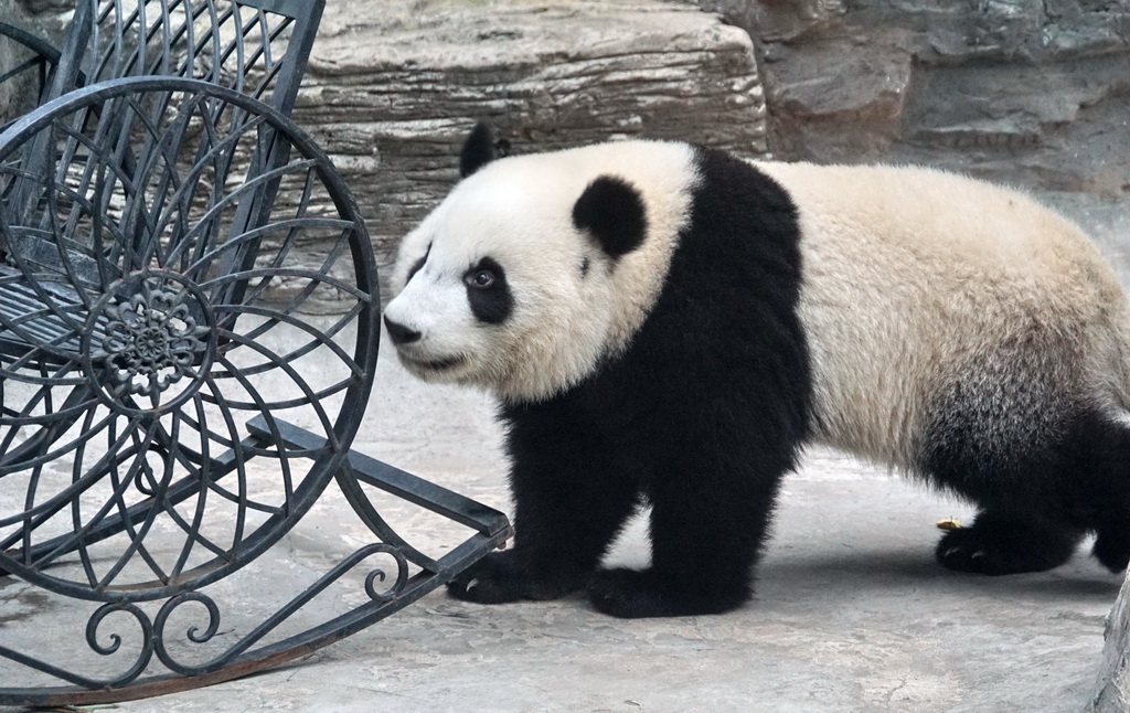 10月13日，大熊猫“萌宝”在北京动物园的新家里玩耍。