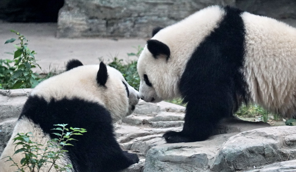 10月13日，雙胞胎大熊貓“萌寶”和“萌玉”在北京動物園的“新家”裡玩耍。