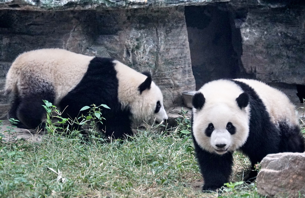 10月13日，雙胞胎大熊貓“萌寶”和“萌玉”在北京動物園的新家裡玩耍。