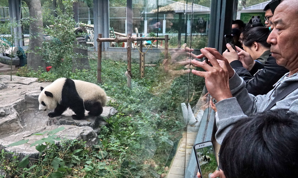 10月13日，游人在觀看新落戶北京動物園的大熊貓“萌寶”。