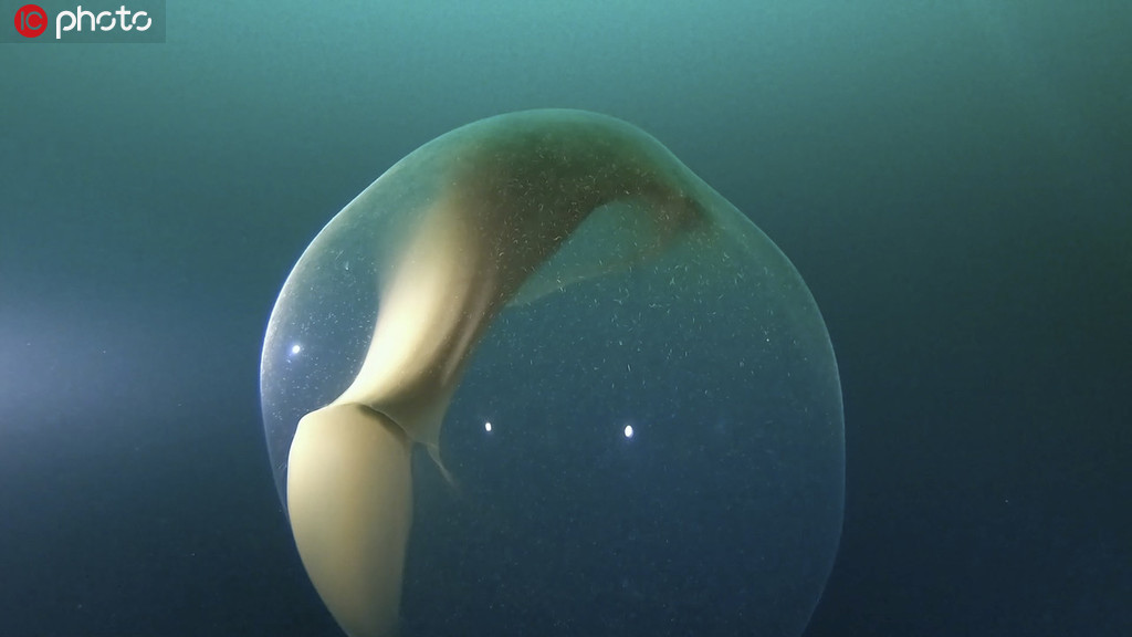 潛水員意外遇見烏賊卵囊 巨大透明球體內包含千萬烏賊寶寶【4】