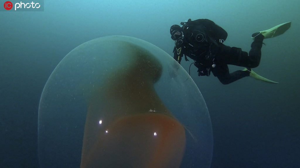 潛水員意外遇見烏賊卵囊 巨大透明球體內包含千萬烏賊寶寶【2】