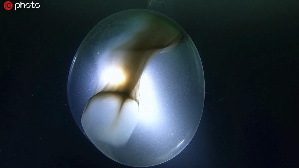 潛水員意外遇見烏賊卵囊 巨大透明球體內包含千萬烏賊寶寶【3】