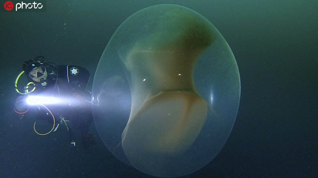 潛水員意外遇見烏賊卵囊 巨大透明球體內包含千萬烏賊寶寶【7】