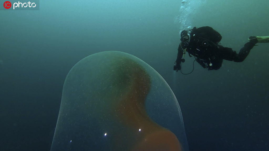 潛水員意外遇見烏賊卵囊 巨大透明球體內包含千萬烏賊寶寶【5】