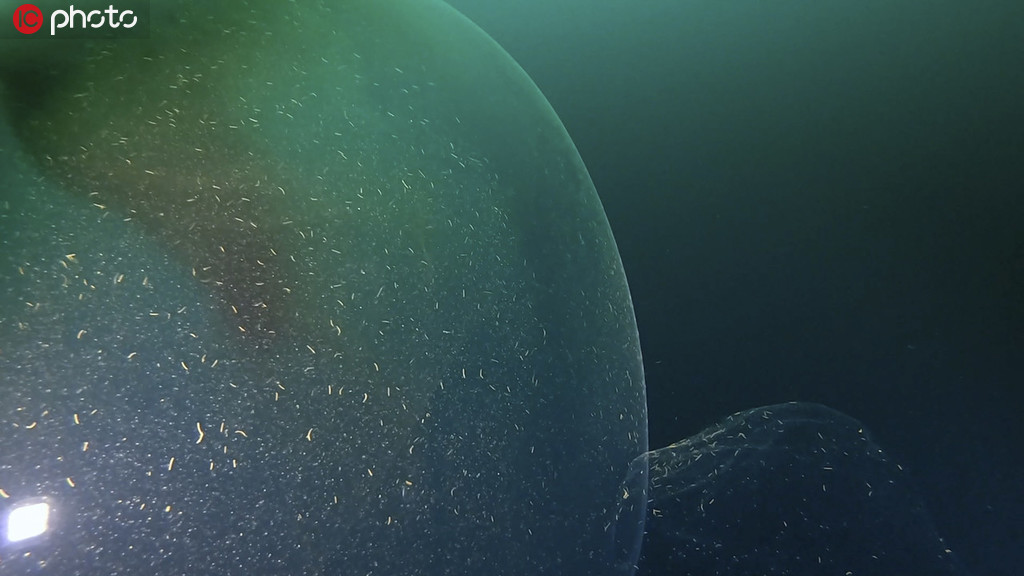 潛水員意外遇見烏賊卵囊 巨大透明球體內包含千萬烏賊寶寶【8】