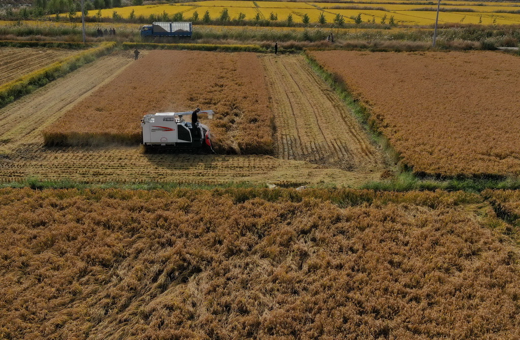 10月14日，唐山市曹妃甸區一農場的農民使用收割機收獲水稻。