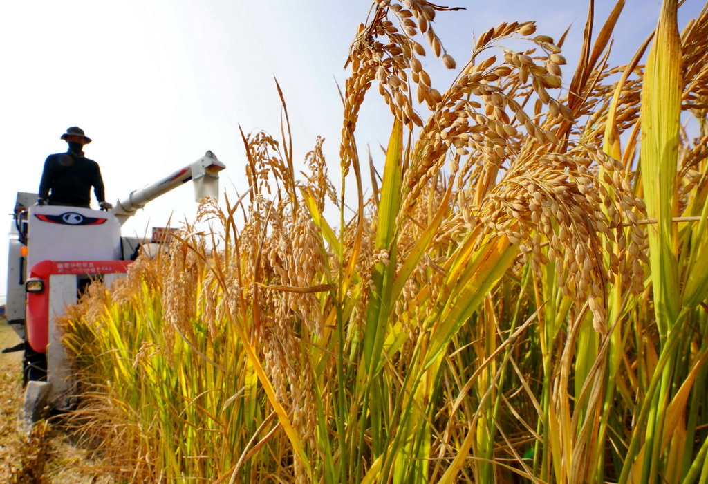 10月14日，唐山市曹妃甸區一農場的農民使用收割機收獲水稻。