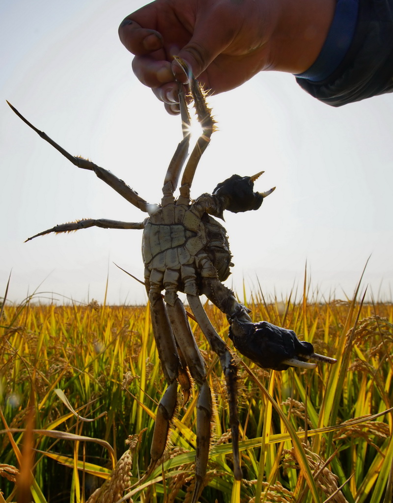 10月14日，唐山市曹妃甸區一農場的農民展示剛捕撈的稻田蟹。