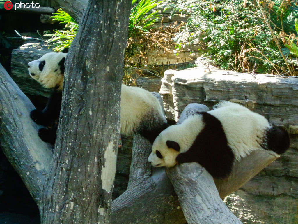 北京动物园熊猫双胞胎“萌宝”、“萌玉”上树玩耍憨态可掬【2】