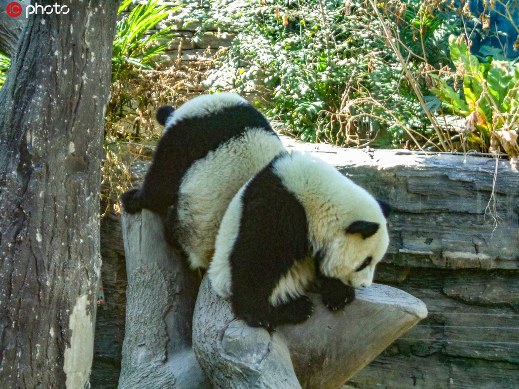 北京动物园熊猫双胞胎“萌宝”、“萌玉”上树玩耍憨态可掬【4】