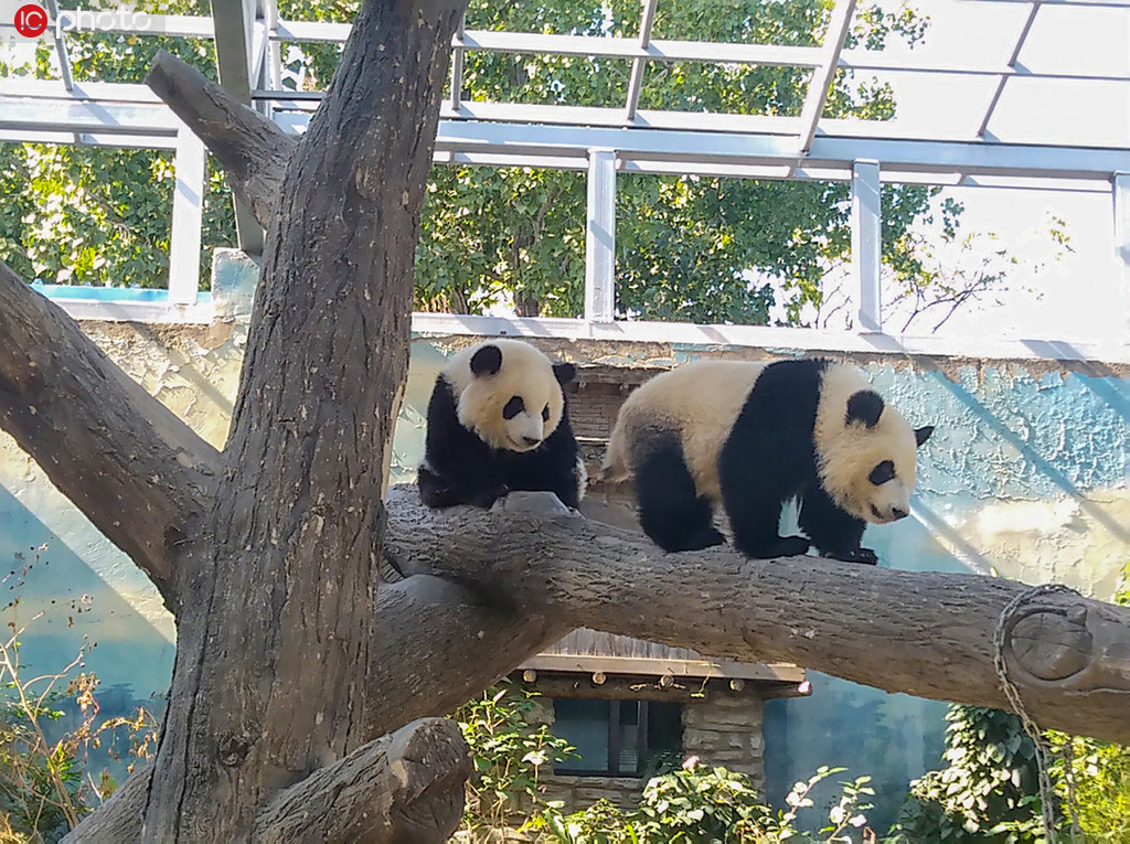 北京动物园熊猫双胞胎“萌宝”、“萌玉”上树玩耍憨态可掬