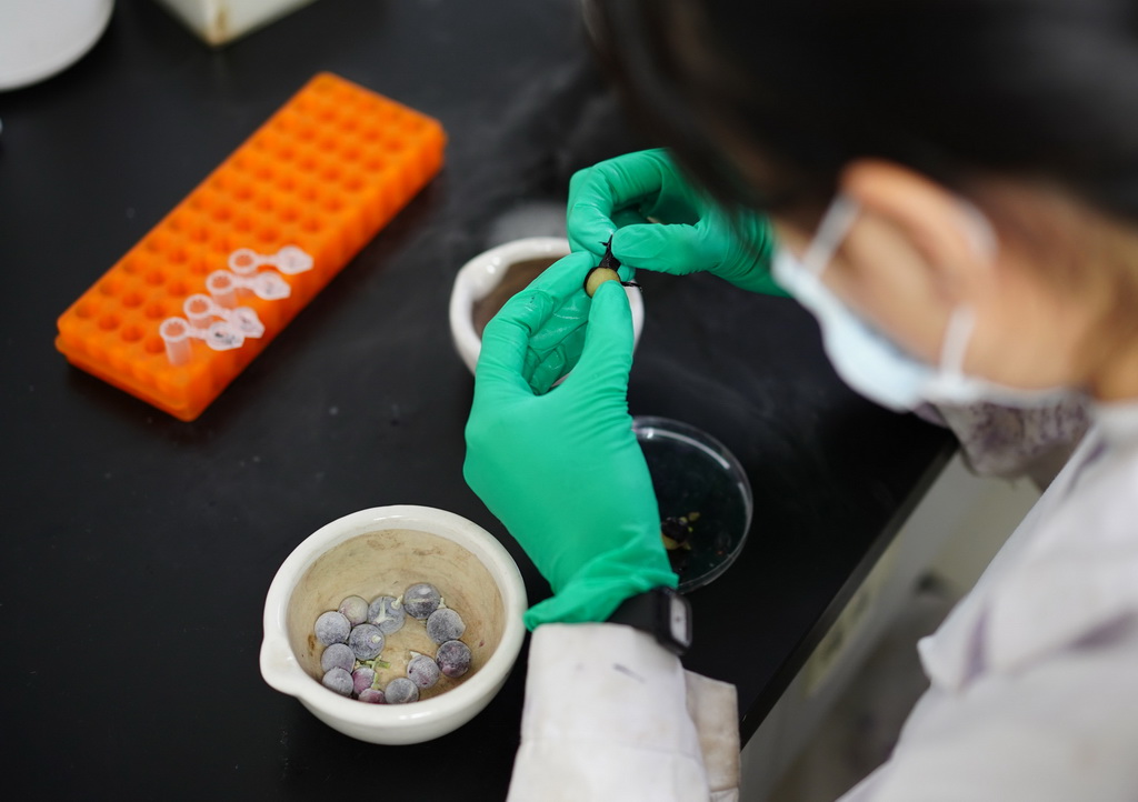 10月15日，在西北農林科技大學葡萄酒學院實驗室，一名學生在做葡萄的基因定量實驗。