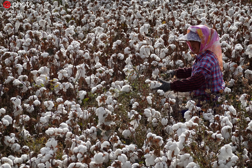 新疆棉花採收工作進入高峰期 朵朵“白雲”一片豐收盡歸倉【2】