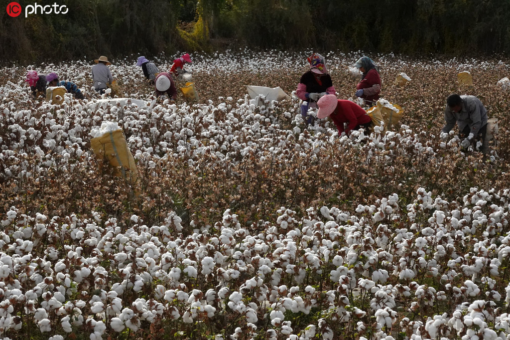 新疆棉花採收工作進入高峰期 朵朵“白雲”一片豐收盡歸倉【4】