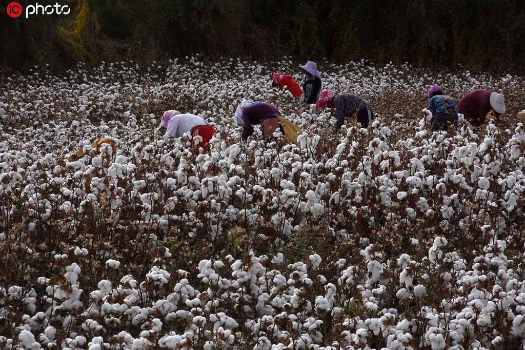 新疆棉花採收工作進入高峰期 朵朵“白雲”一片豐收盡歸倉【3】