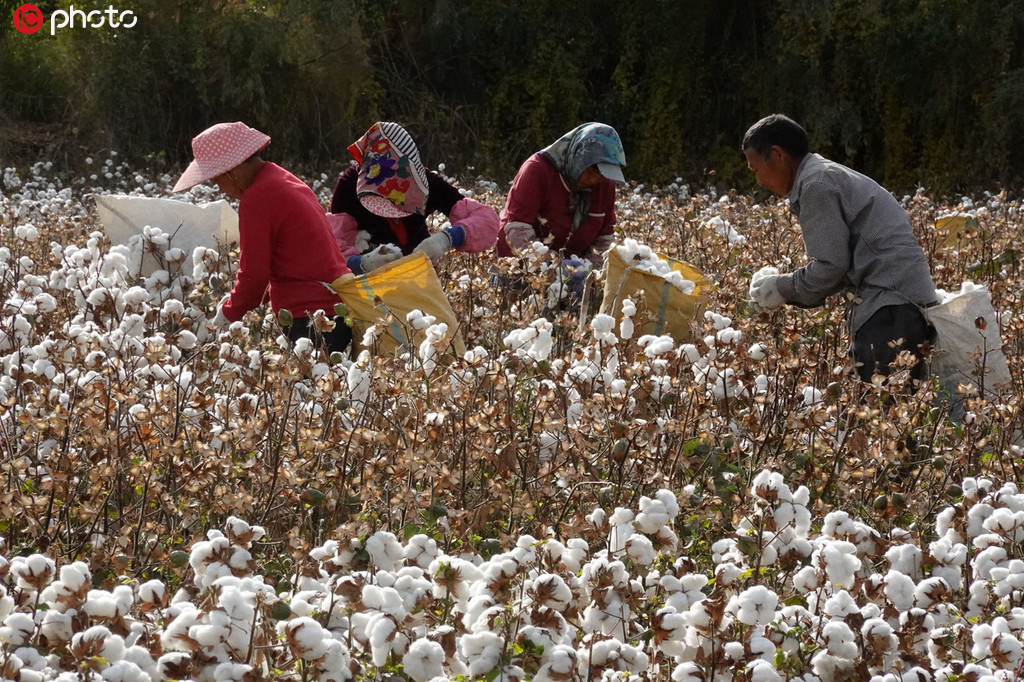 新疆棉花採收工作進入高峰期 朵朵“白雲”一片豐收盡歸倉【5】