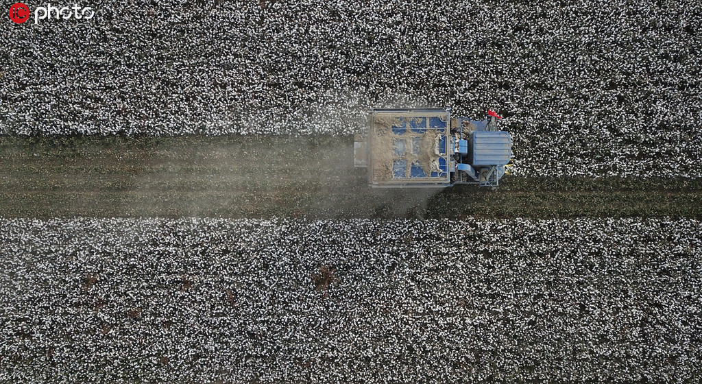 新疆棉花採收工作進入高峰期 朵朵“白雲”一片豐收盡歸倉